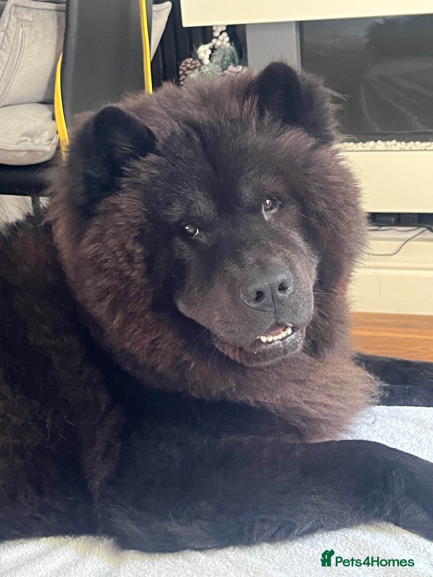 Chow Chow dogs Kissy - Advert 1