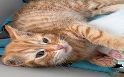 Domestic Shorthair cats for sale: Kittens looking for forever home.  - Image 22