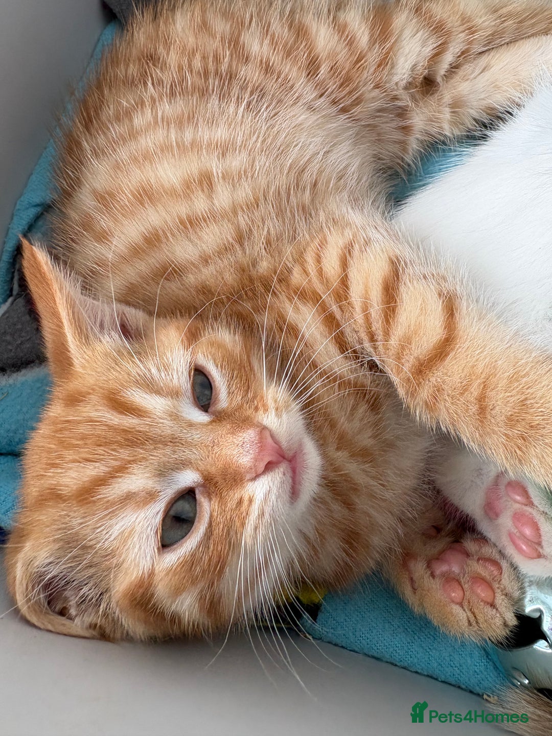 Domestic Shorthair cats for sale: Kittens looking for forever home.  - Image 22
