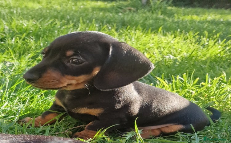 Miniature Dachshund dogs - Advert 7