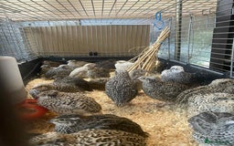 Quail poultry for sale: Fancy Coloured Japanese Jumbo Coturnix Quail - Image 4