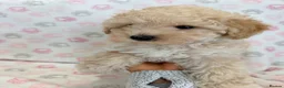 Maltipoo dogs for sale: Beautiful health tested happy Maltipoo puppys  - Advert 19