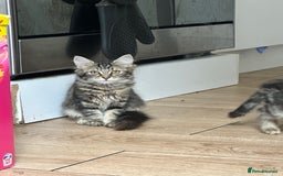 Mixed Breed cats for sale: Your forever pet for their forever home🥰 - Image 3