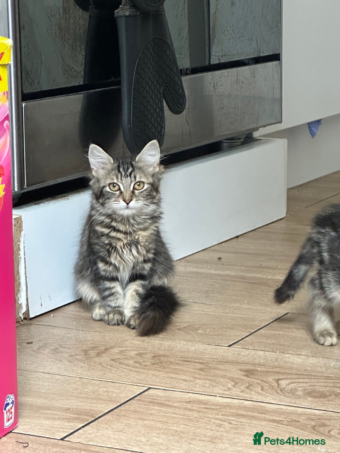 Mixed Breed cats for sale: Your forever pet for their forever home🥰 - Image 3