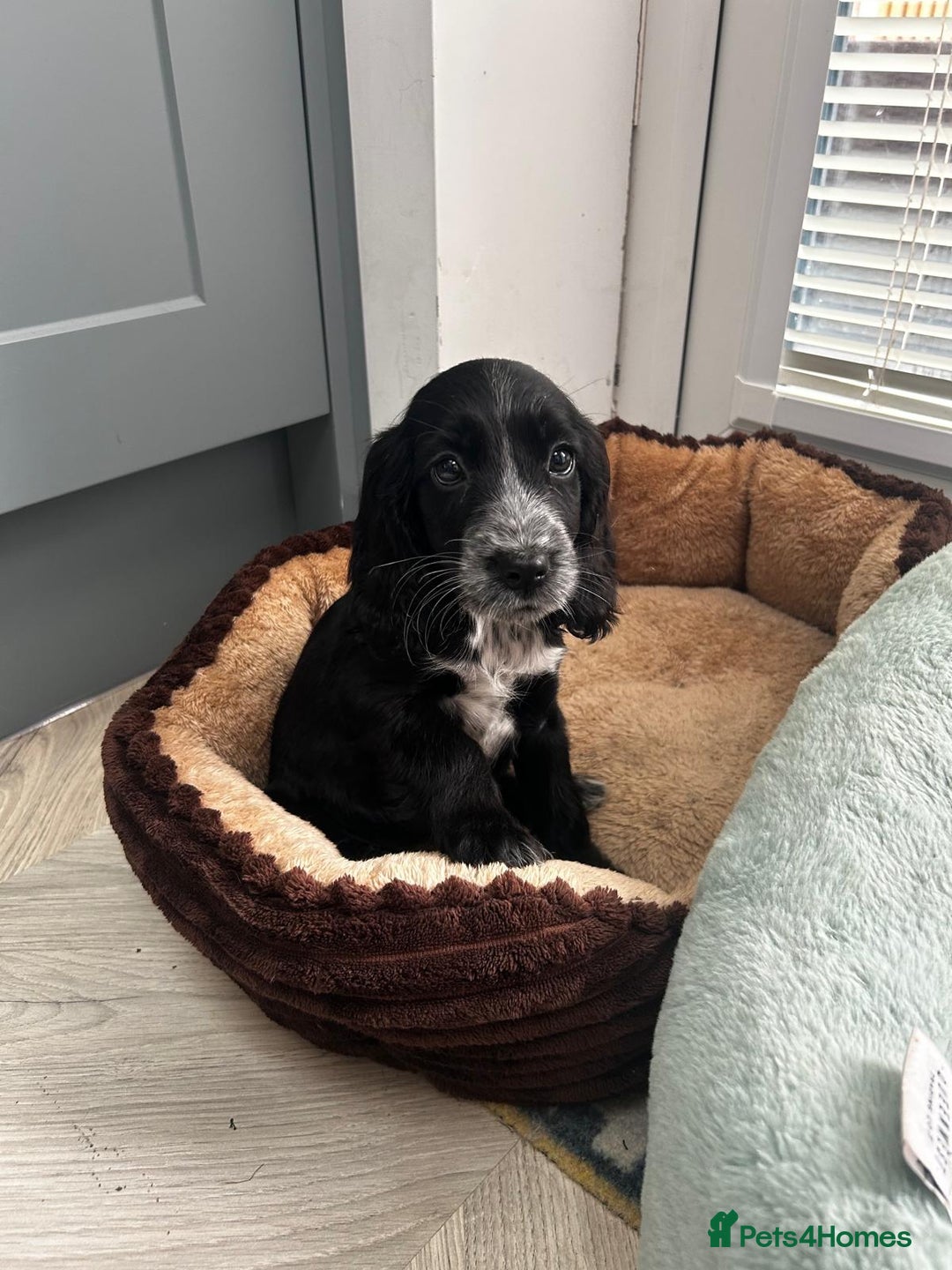 Cocker Spaniel dogs for sale: Show cocker spaniels  - Image 24