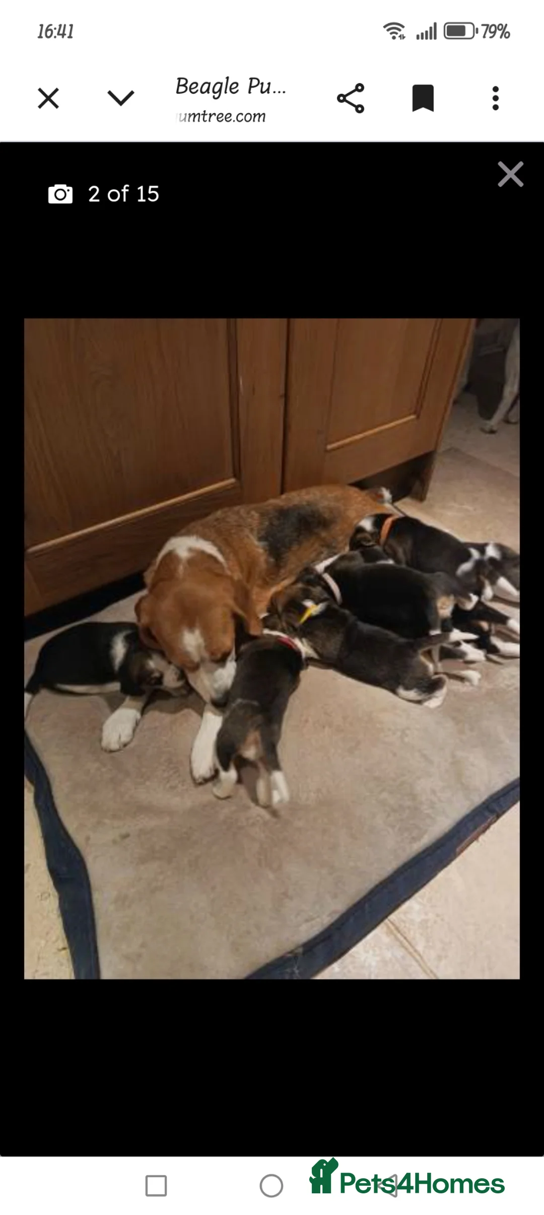 Beagle dogs for sale: Beautiful Pure Beagle Puppies  in Ledbury - Advert 2