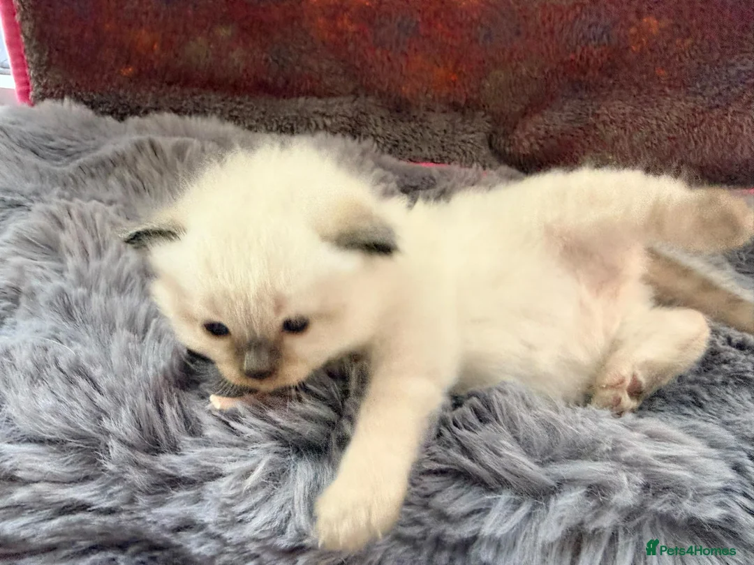 Ragdoll cats for sale: 2 Chunky Fluffy Purebred Ragdolls - Advert 20