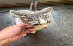Mixed Breed cats for sale: 1 male grey and twin black girls  - Image 7