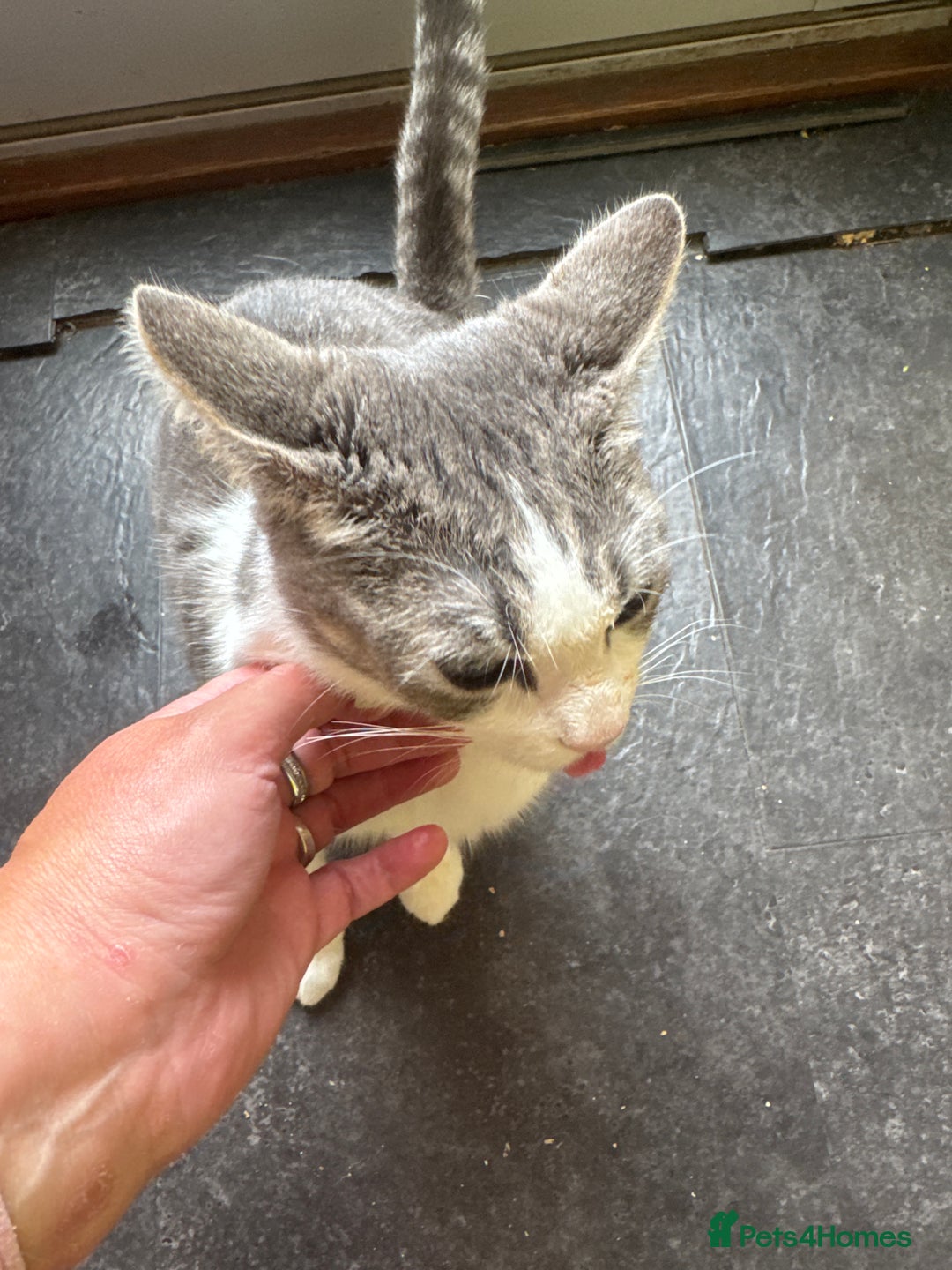 Mixed Breed cats for sale: 1 male grey and twin black girls  - Image 7