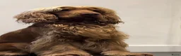 Cocker Spaniel dogs for sale: Beautiful pedigree English show cocker puppies 🐾 in Knutsford - Advert 14