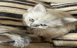 Ragdoll cats for sale: ADORABLE RAGDOLL KITTENS - READY NOW - Image 8
