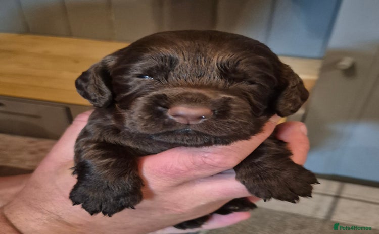 Cocker Spaniel dogs - Advert 4