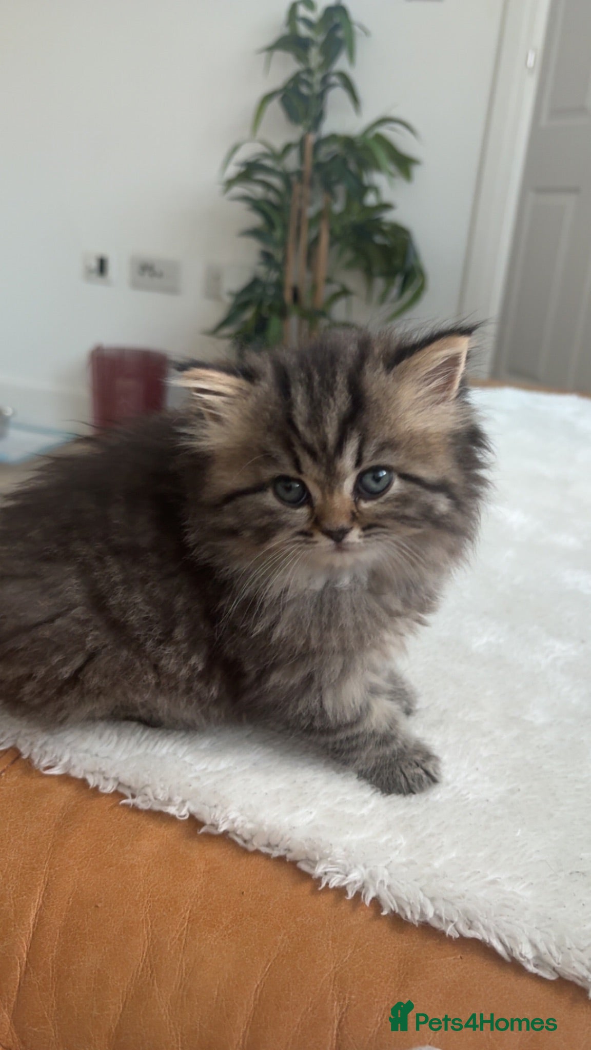 Persian cats Stunning Persian kittens 🫶🏽 - Advert 2