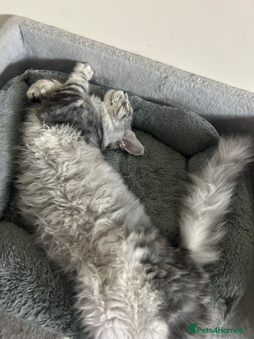 Maine Coon cats for sale: Pure maine coon - Image 37