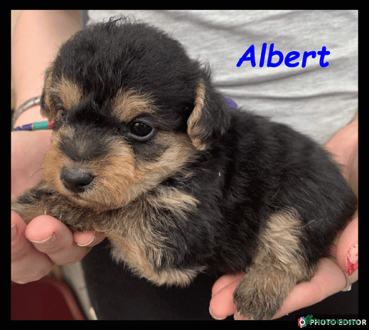 Jackapoo puppies for sale | Pets4Homes