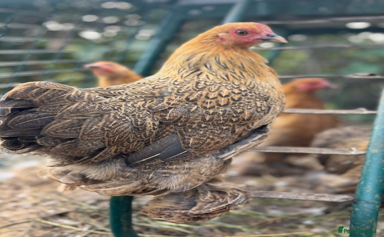 Chickens poultry - Advert 12