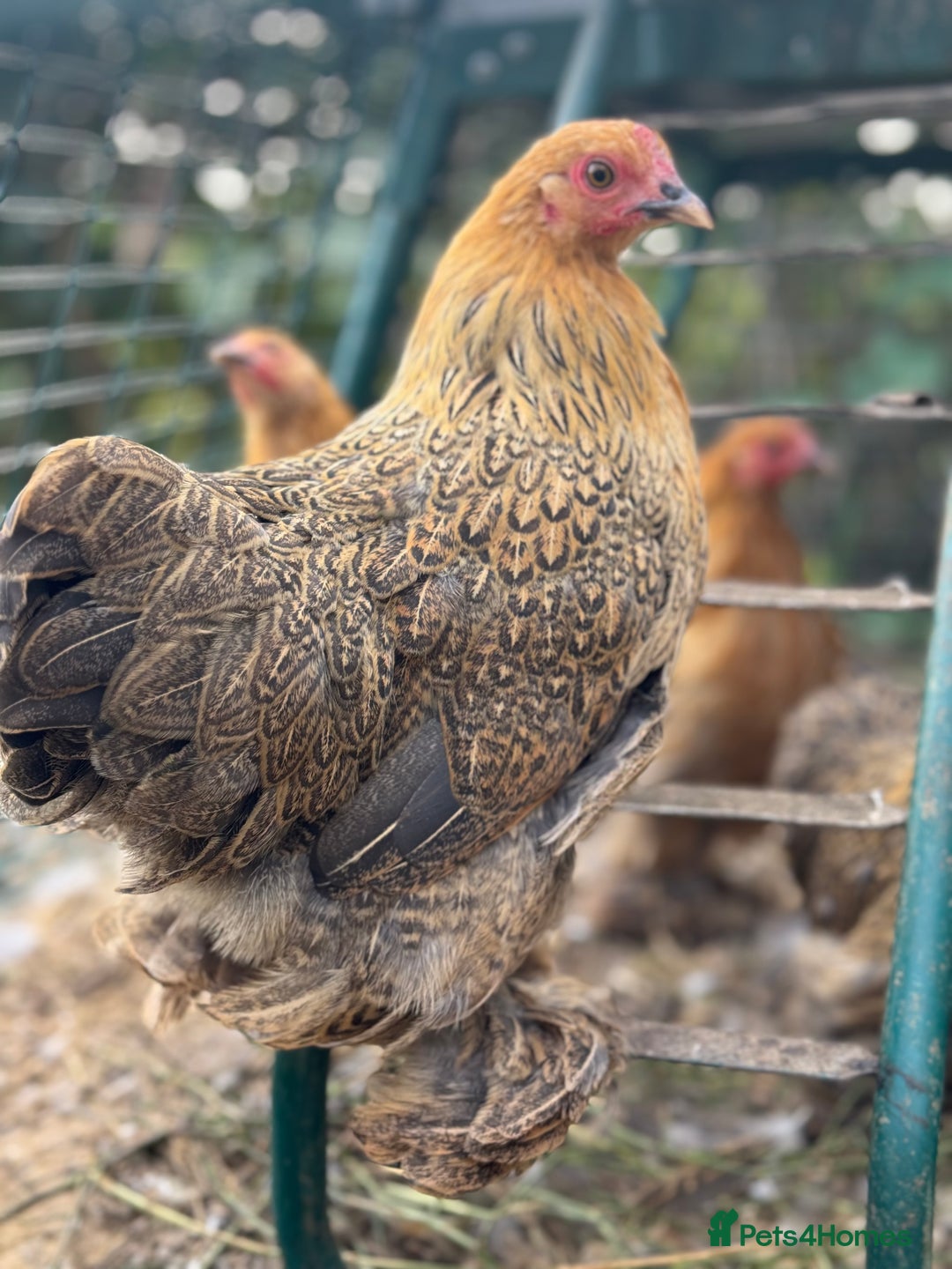 Chickens poultry for sale: *Partridge Pekin Bantam Hens* - Image 1