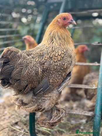 Chickens poultry - Advert 8