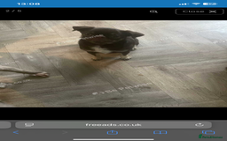 Pug dogs for sale: Pug for sale  - Advert 2