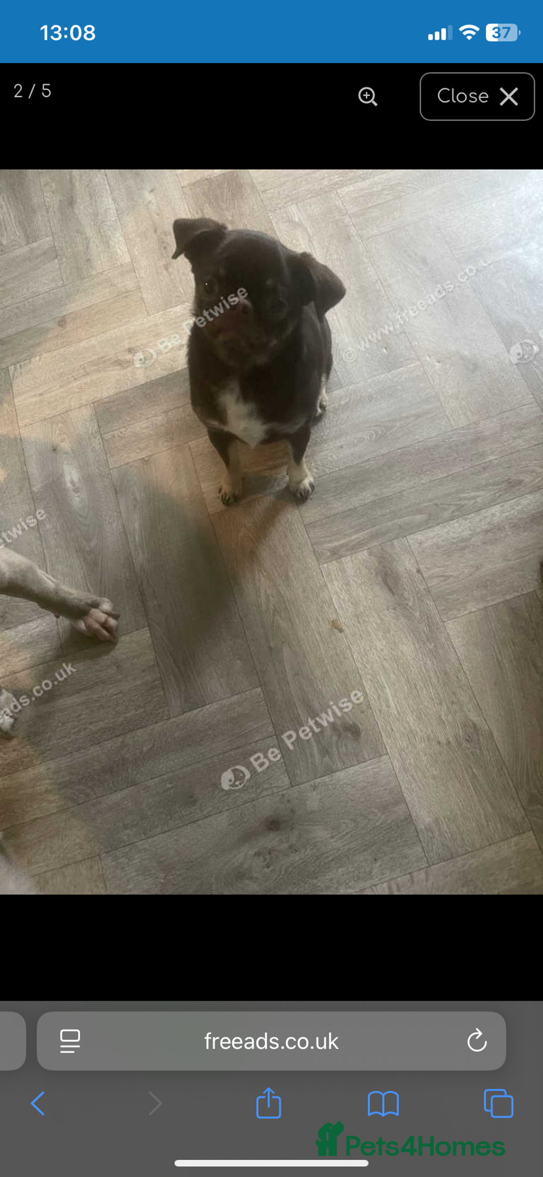 Pug dogs for sale: Pug for sale  - Advert 2