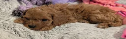 Cavapoo dogs for sale: F1 Extensively Health Tested Thearpy Cavapoos - Advert 8