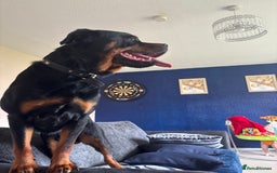 Rottweiler dogs for stud: Rocco - Image 4