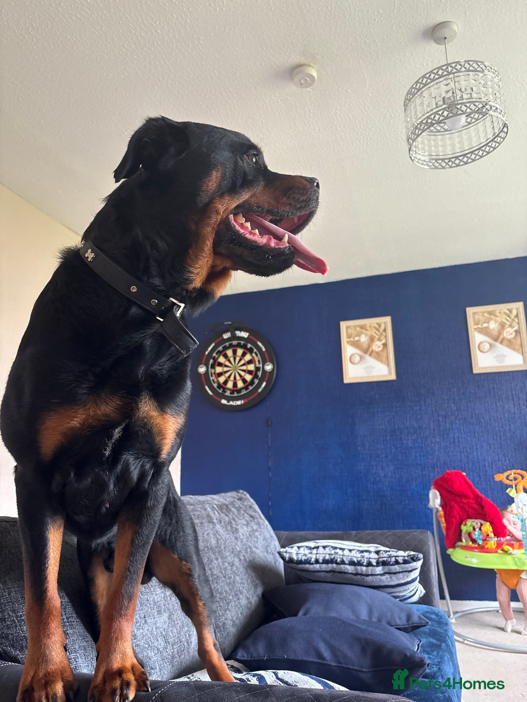 Rottweiler dogs for stud: Rocco - Image 4