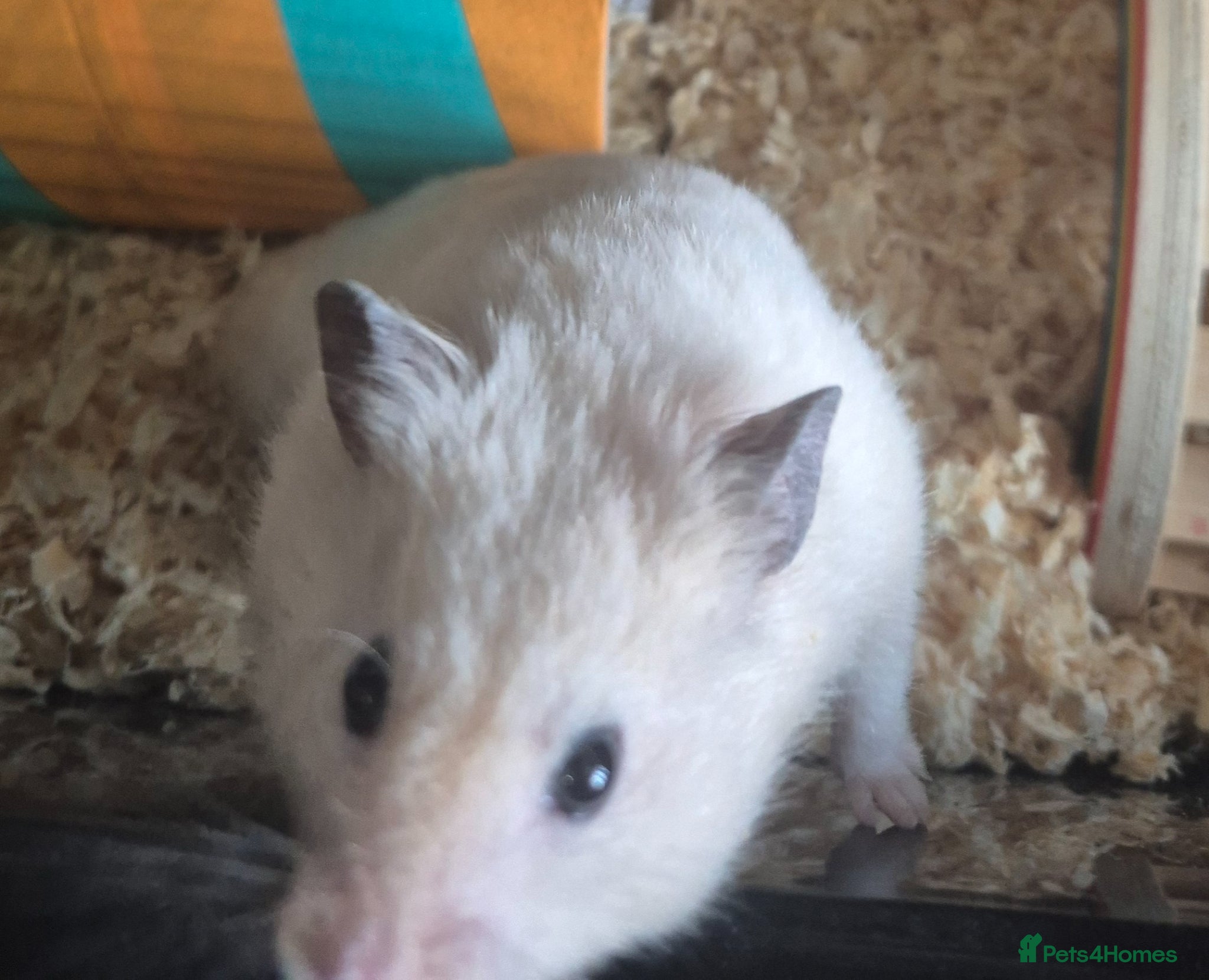 Hamster rodents Male Syrian hamster with cage and accessories  - Advert 1