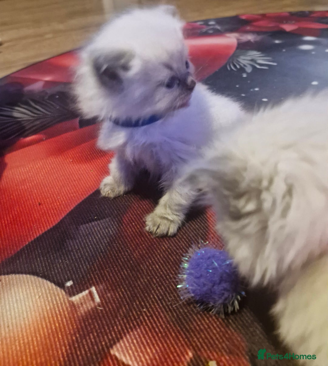 Ragdoll cats for sale: Lovely ragdoll baby's  - Advert 11