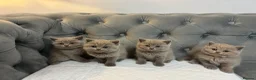 British Shorthair cats for sale: BRITISH SHORTHAIR 🩶 LILAC KITTENS - READY SOON  - Advert 13