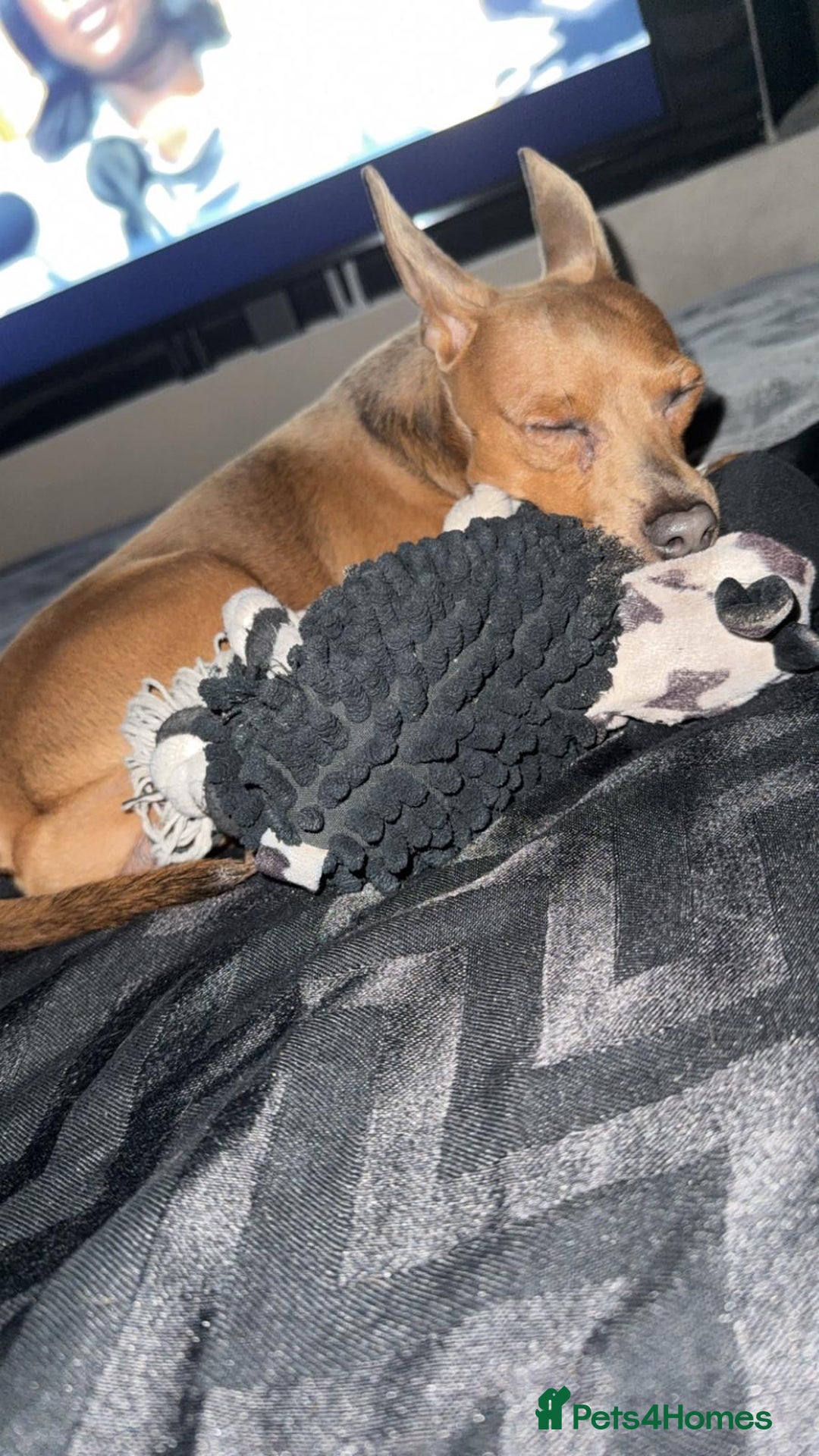 Miniature Pinscher dogs for sale: Blue & Fawn Male, House Trained Miniature Pincher  - Advert 2