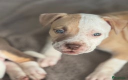 American Bulldog dogs for sale: 11 beautiful American bulldogs puppies. - Image 8