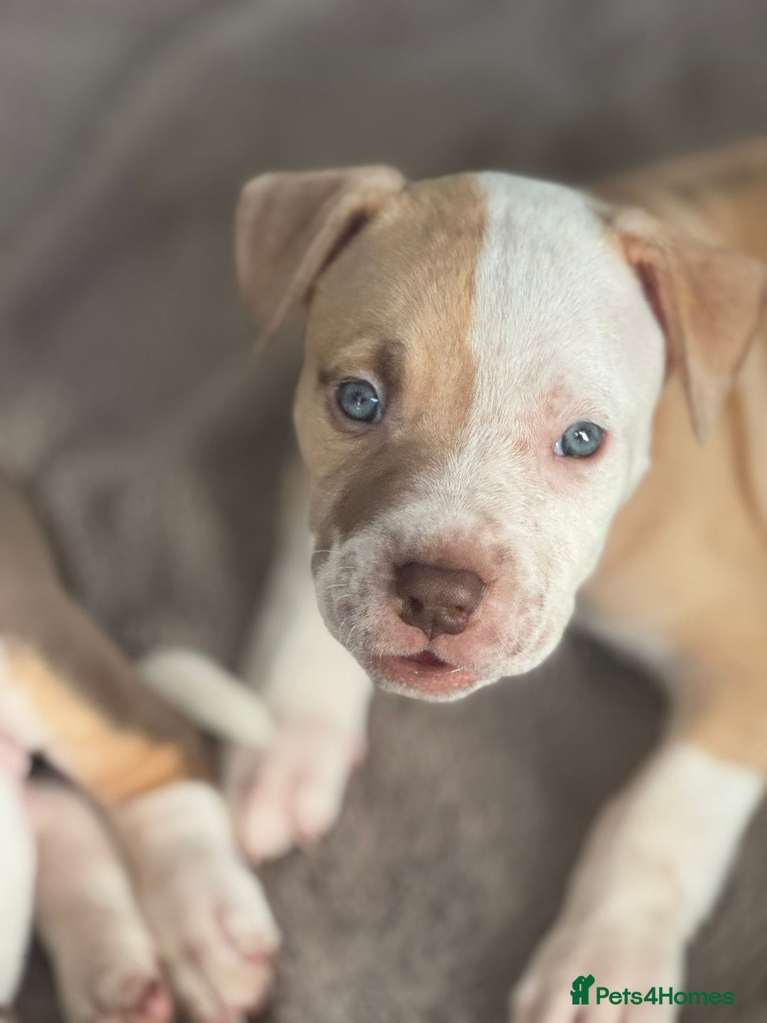 American Bulldog dogs for sale: 11 beautiful American bulldogs puppies. - Image 8