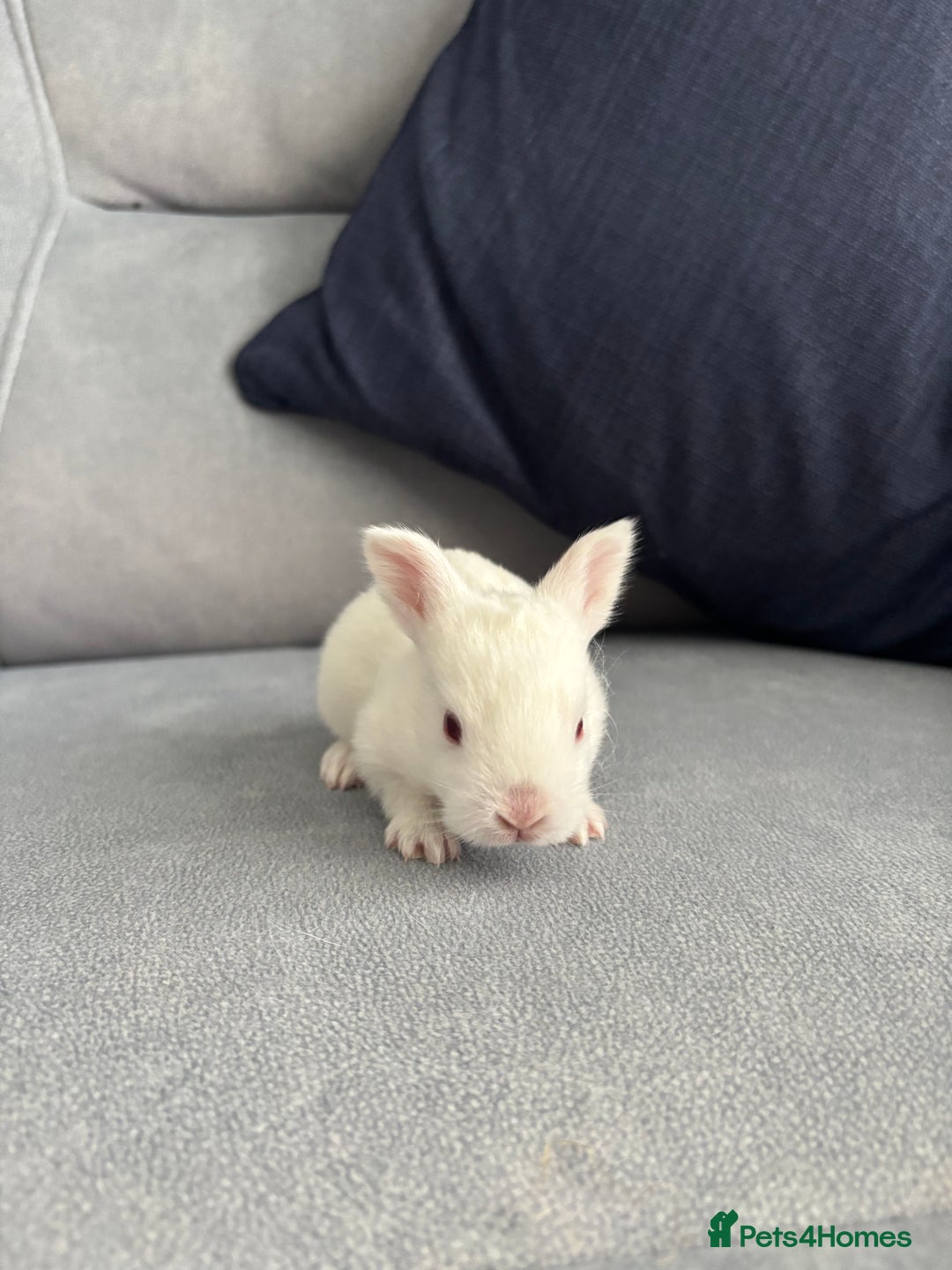 Mixed Breed rabbits for sale: Baby bunnies for sale  - Image 10