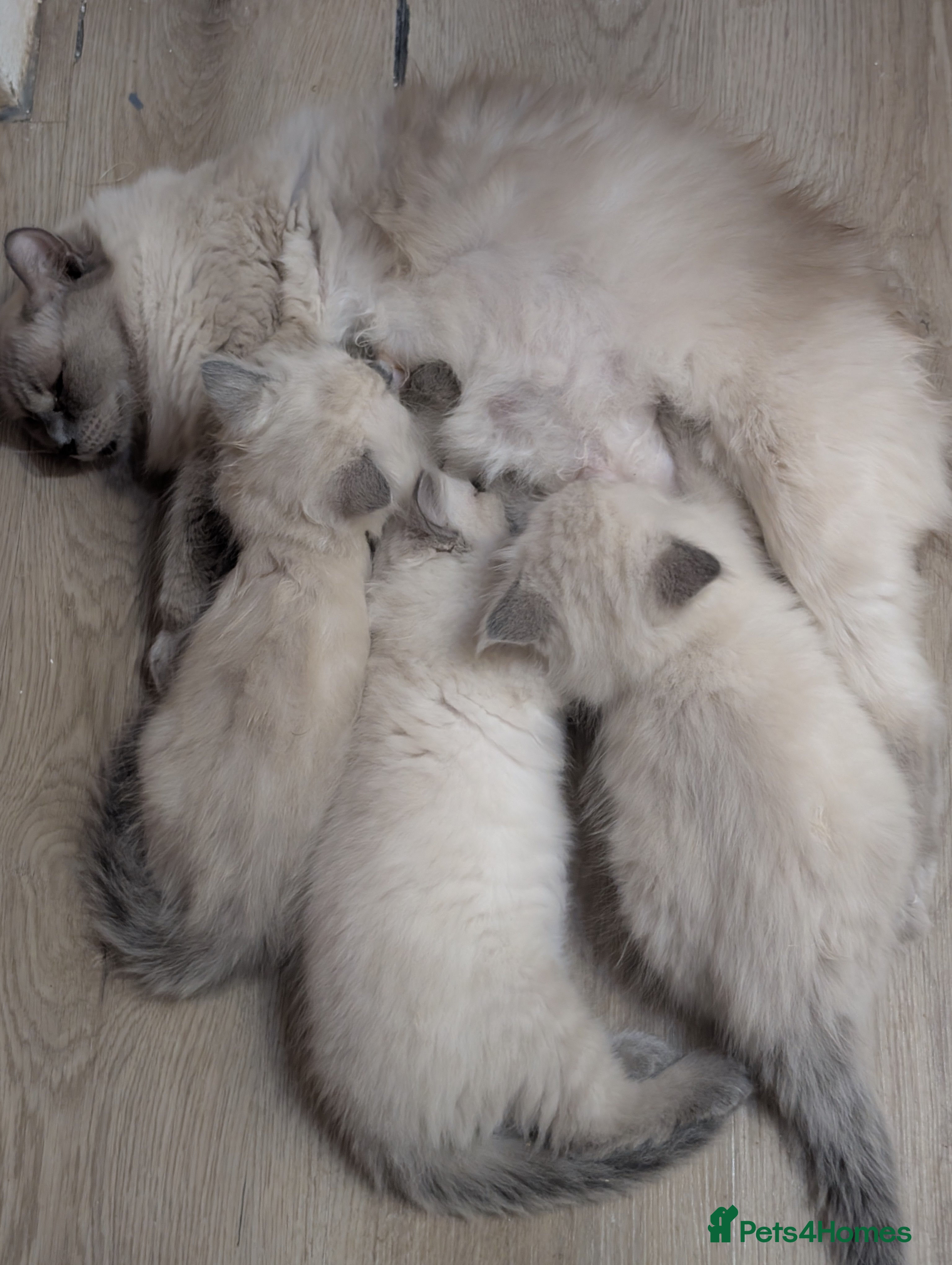 Ragdoll cats Ragdoll kitten  - Advert 1