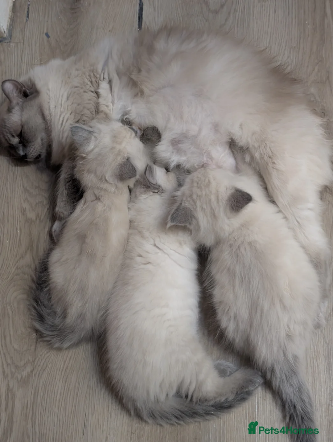 Ragdoll cats for sale: Ragdoll kitten  - Advert 2