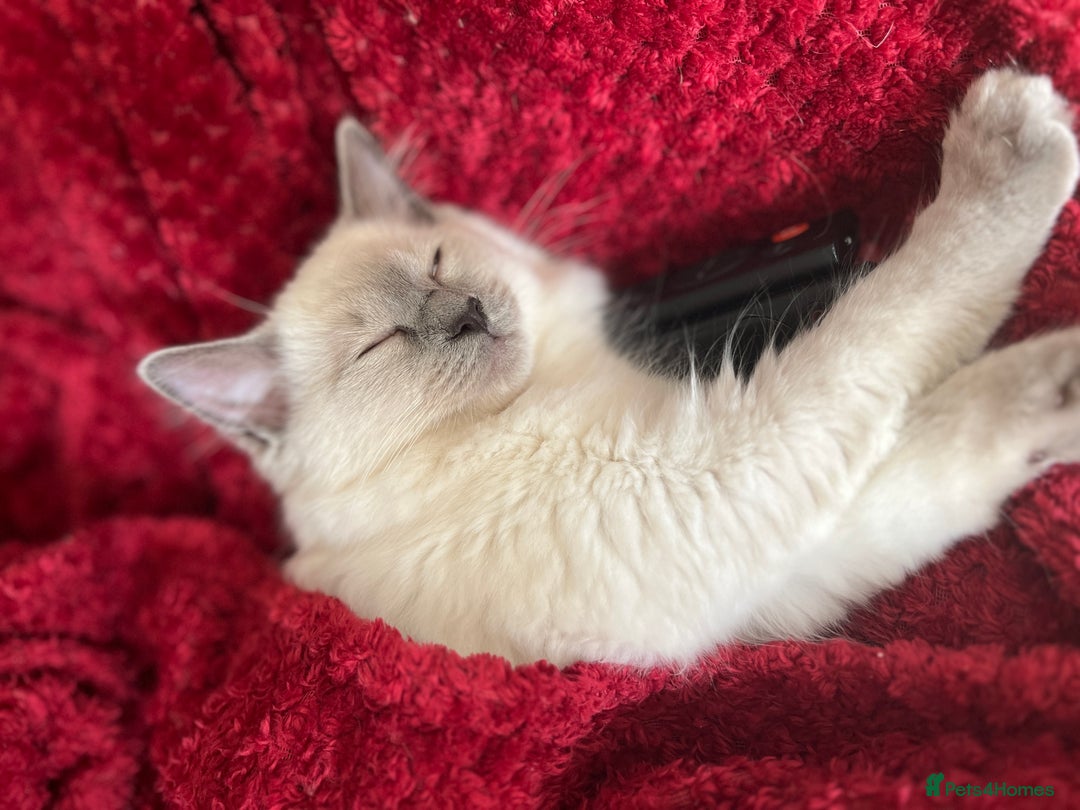Mixed Breed cats for sale: Ragdoll mix girl needs new home - Advert 32