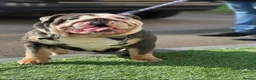 English Bulldog dogs for sale: English bulldog female - Advert 3