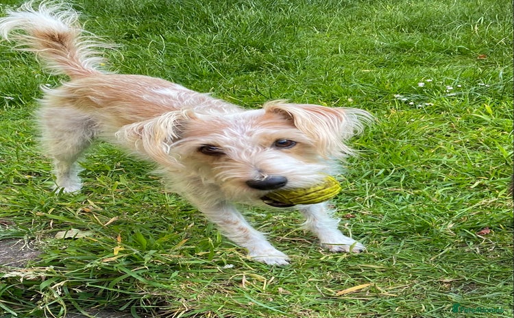 Jack Russell dogs - Advert 8