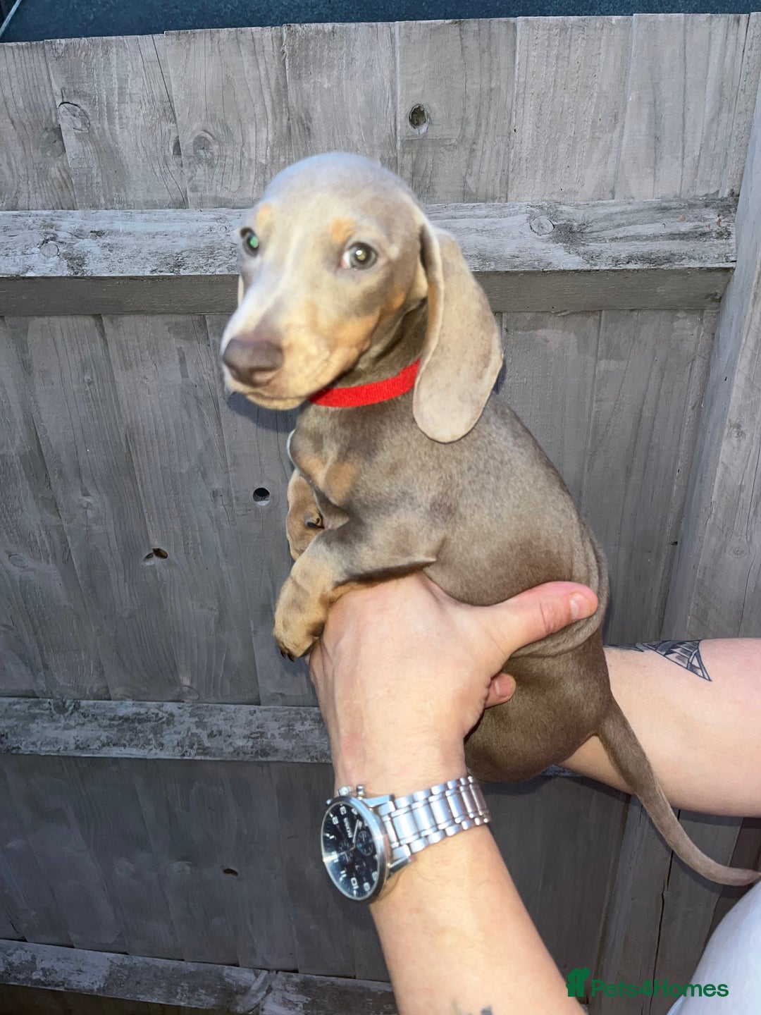 Dachshund dogs for sale: 🏡🐾 Isabella Dachshund Puppies - Ready Now 🐾🏡 - Advert 20