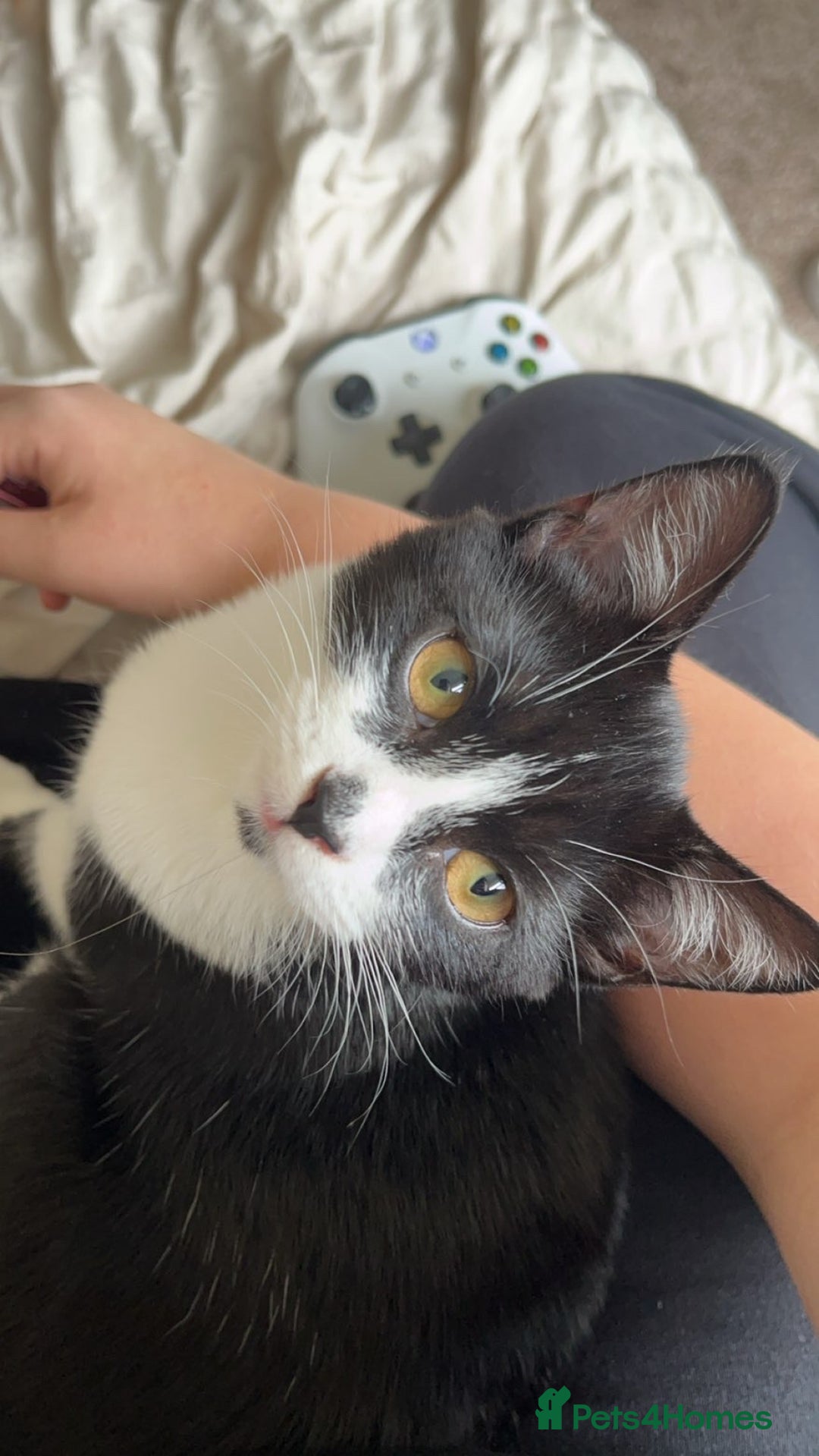 British Shorthair cats for sale: female cat for sale  - Advert 4