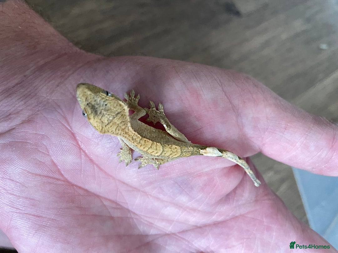 Gecko reptiles for sale: Crested Geckos Available  - Image 6