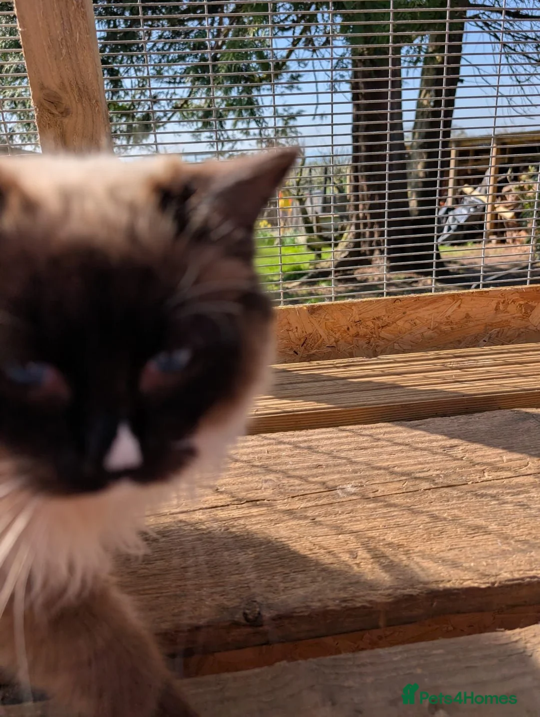 Ragdoll cats for sale: Beautiful Ragdolls - Advert 2