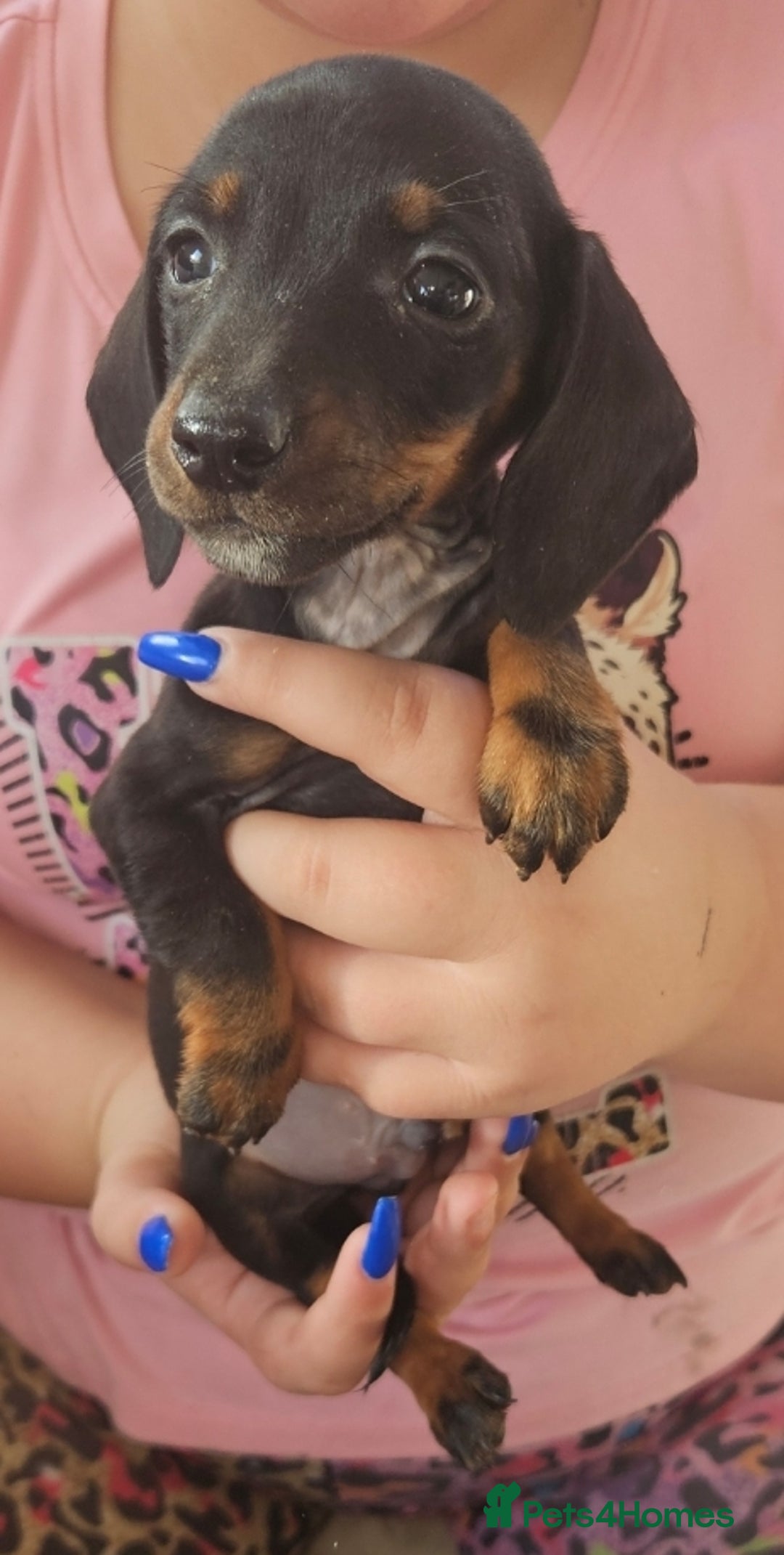 Miniature Dachshund dogs for sale: Miniature dachshund puppies  - Image 10