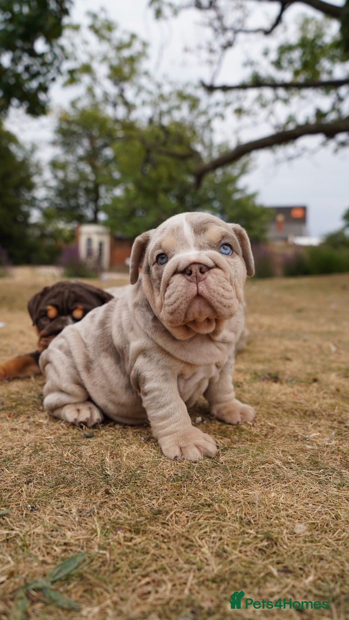 English Bulldog dogs 💎 English Bulldog Puppies!  1🌸- Girl left 🏡  - Advert 10