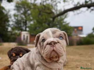 English Bulldog dogs 💎 English Bulldog Puppies! 1🌸- Girl left 🏡 - Advert 1