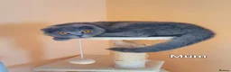 British Longhair cats for sale: Kittens lilack, blue fluffy boys, Scottish fold  - Advert 2