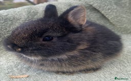 Netherland Dwarf rabbits for sale: 4 x Netherland Dwarf rabbits for sale - Advert 5