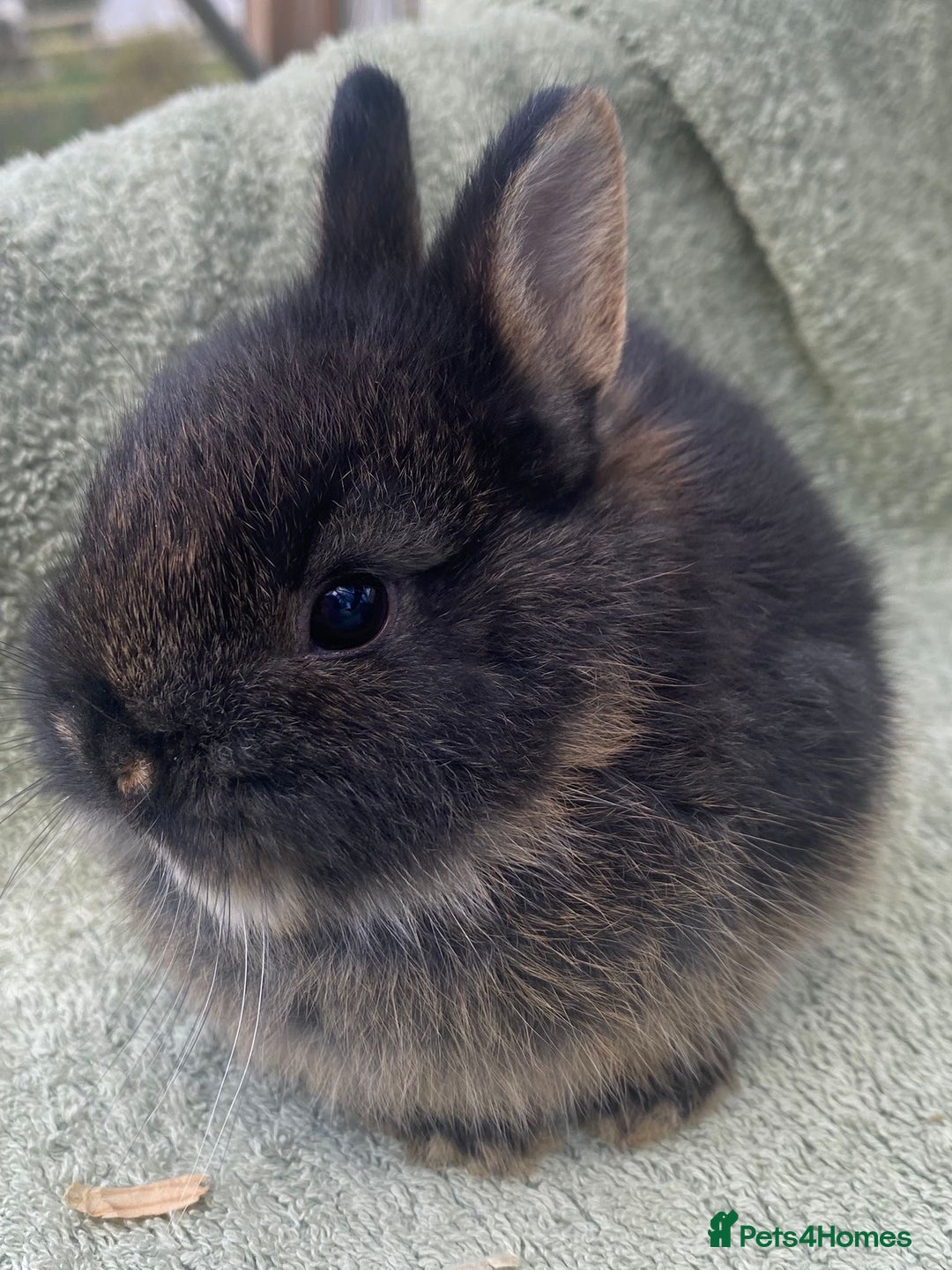 Netherland Dwarf rabbits for sale: 4 x Netherland Dwarf rabbits for sale - Advert 5