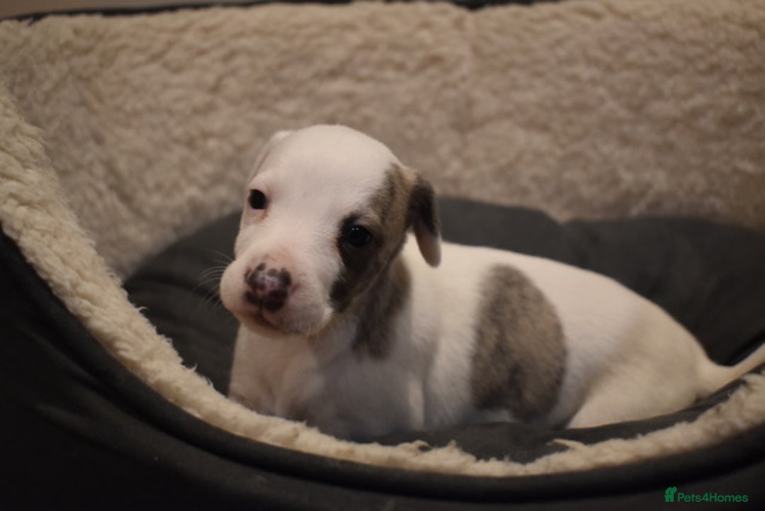 Whippet dogs for sale: Beautiful Pedigree Whippet Puppies - Advert 7